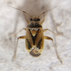Polymerus testaceipes