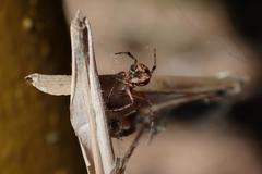 Parasteatoda cingulata