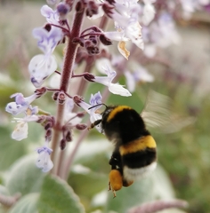 Bombus terrestris