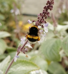 Bombus terrestris