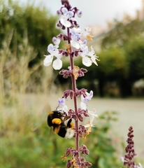 Bombus terrestris