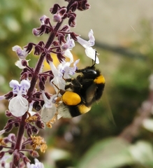 Bombus terrestris