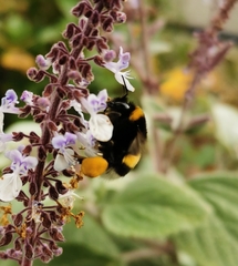 Bombus terrestris
