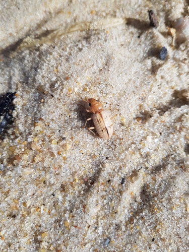 photo of The Beachcomber (Eurynebria complanata)