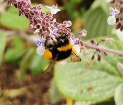 Bombus terrestris
