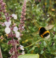 Bombus terrestris