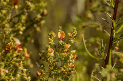 Pultenaea procumbens
