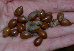 Planchonella myrsinodendron