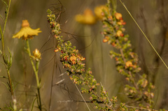 Pultenaea procumbens