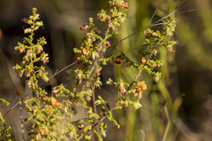 Pultenaea procumbens
