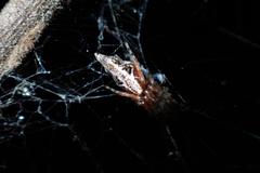 Cyclosa confusa