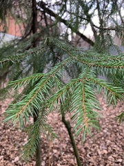 Picea abies