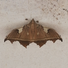 Midilinae