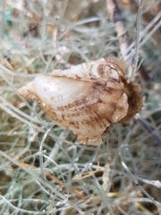 Pteria hirundo