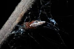 Cyclosa confusa