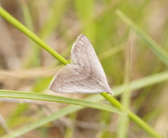 Adeixis inostentata