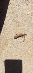 Chondrodactylus turneri