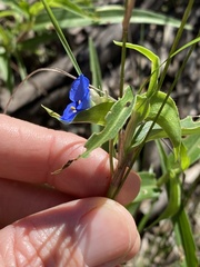 Commelina lanceolata