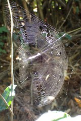 Cyclosa confusa