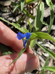 Commelina lanceolata