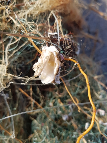 photo of True Oysters (Ostreidae)