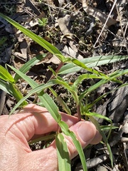 Commelina lanceolata