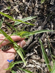 Commelina lanceolata