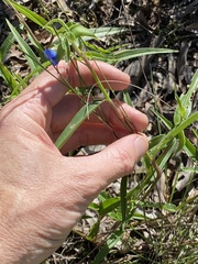 Commelina lanceolata