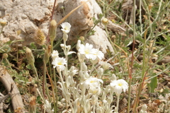 Cerastium candidissimum