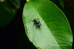 Polyrhachis robsoni