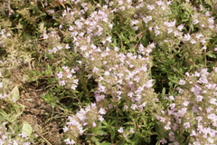 Thymus longicaulis chaubardii