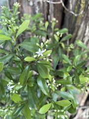Psychotria daphnoides