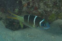Monotaxis heterodon