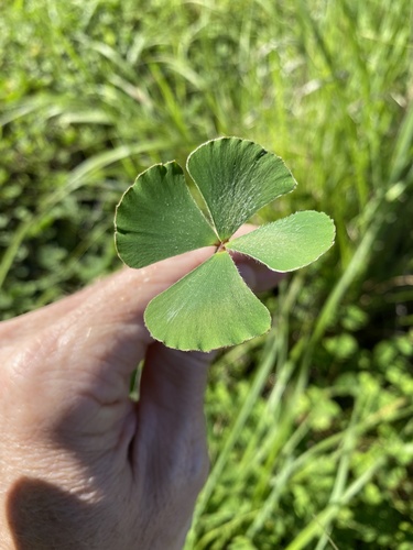 Rough waterclover (Marsilea hirsuta)
