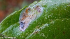 Callisto denticulella