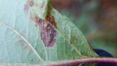 Callisto denticulella