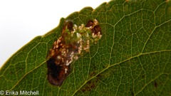 Callisto denticulella