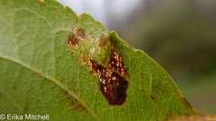 Callisto denticulella