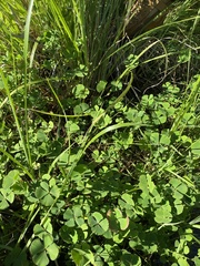 Marsilea hirsuta
