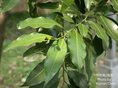 Putranjiva formosana