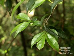 Putranjiva formosana