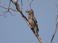 Garrulus glandarius graecus