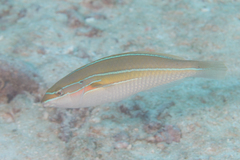 Stethojulis strigiventer