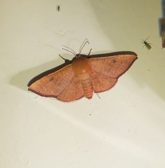 Banisia