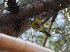 Cyanistes caeruleus caeruleus