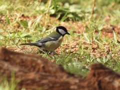 Parus major major