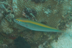 Stethojulis notialis