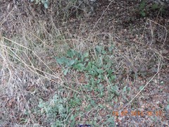 Cynoglossum cheirifolium