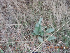 Cynoglossum cheirifolium