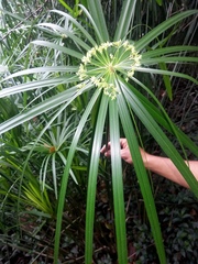 Cyperus compactus